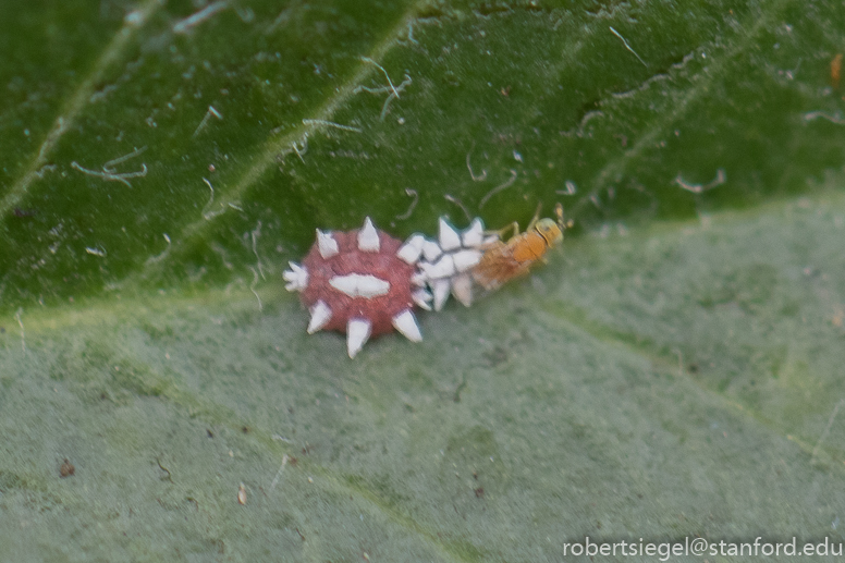 pyracantha leaf with scale and insect